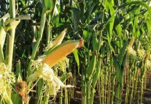 Briga o prirodi: Kakanjski lovci organizuju distribuciju zrnaste hrane za divlje životinje