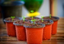 Tri biljke posadite u novembru i čekat će vas puna bašta na proljeće