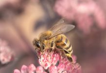 Važno obavještenje za pčelare iz Kaknja: Ističe rok za prijavu podataka